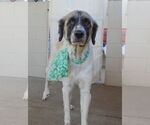 Small #2 Anatolian Shepherd-Great Pyrenees Mix