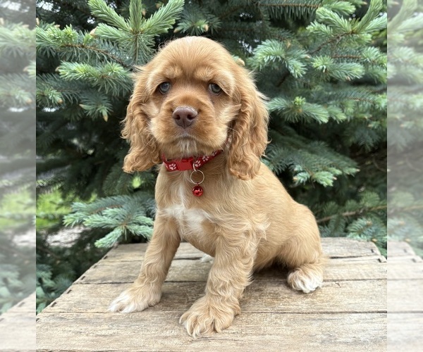 Medium Photo #1 Cocker Spaniel Puppy For Sale in MIDDLEBURY, IN, USA