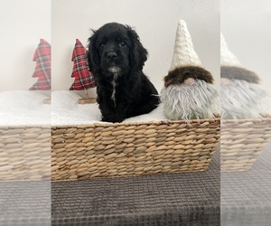 Cocker Spaniel Puppy for sale in BEECH GROVE, IN, USA