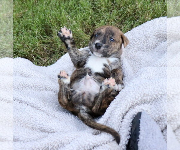 Medium Photo #4 American Staffordshire Terrier-Labrador Retriever Mix Puppy For Sale in Atlanta, GA, USA