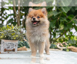 Small #1 Pomeranian