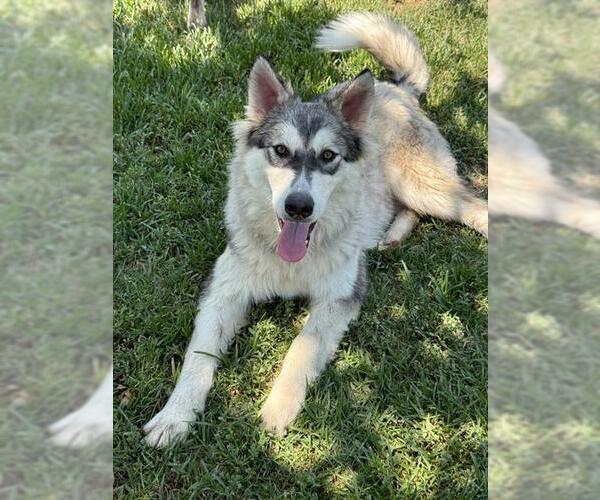 Medium Photo #2 Siberian Husky-Unknown Mix Puppy For Sale in Riverside, CA, USA