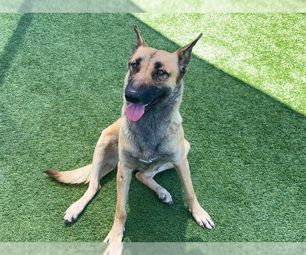 Medium Photo #2 German Shepherd Dog-Unknown Mix Puppy For Sale in Orange, CA, USA