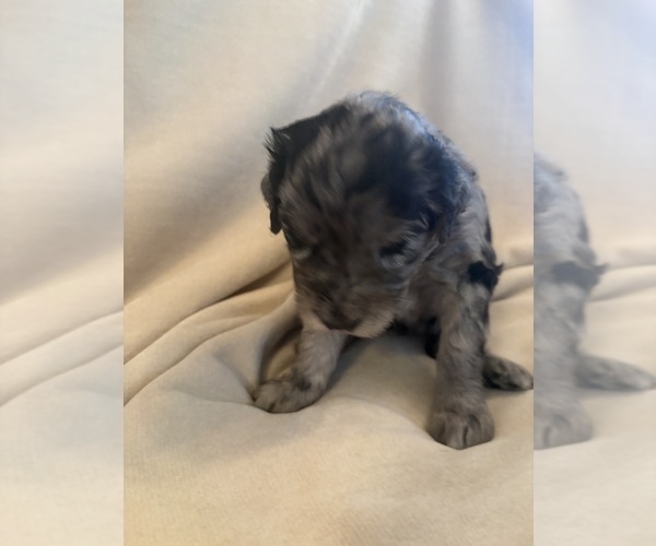 Medium Photo #2 Schnoodle (Giant) Puppy For Sale in MINNEAPOLIS, MN, USA