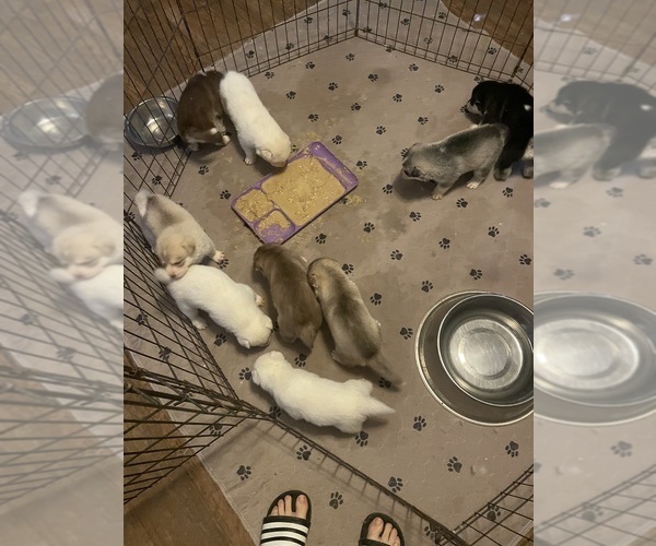 Medium Photo #38 Siberian Husky Puppy For Sale in HILLISTER, TX, USA