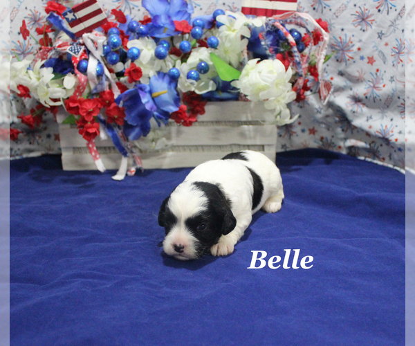 Medium Photo #6 Cavapoo Puppy For Sale in CHANUTE, KS, USA