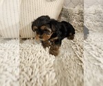 Small #3 Yorkshire Terrier