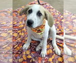 Small #1 Great Pyrenees Mix