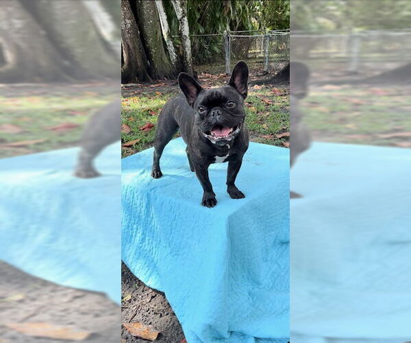 Medium Photo #13 French Bulldog Puppy For Sale in Weston, FL, USA