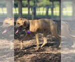 Small #1 American Pit Bull Terrier Mix
