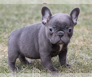 French Bulldog Puppy for sale in SILVER SPRING, MD, USA