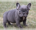 Small Photo #1 French Bulldog Puppy For Sale in SILVER SPRING, MD, USA