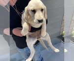 Small Photo #4 Golden Labrador Puppy For Sale in COLORADO SPRINGS, CO, USA