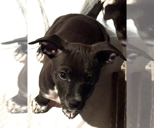 Medium Photo #6 Chihuahua-Unknown Mix Puppy For Sale in Grafton, WI, USA