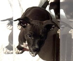 Small #5 Chihuahua Mix
