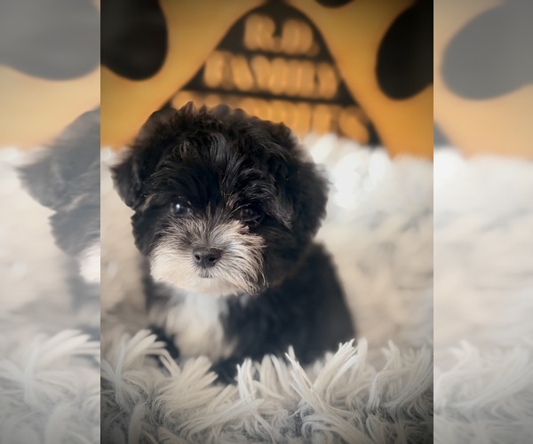 Medium Photo #3 Maltipoo (Toy) Puppy For Sale in CROSSVILLE, TN, USA