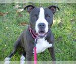 Small American Staffordshire Terrier Mix