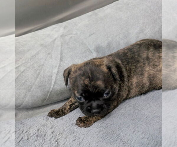 Medium Photo #1 Chihuahua-Unknown Mix Puppy For Sale in Chico, CA, USA