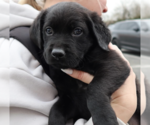Small #5 Labrador Retriever Mix