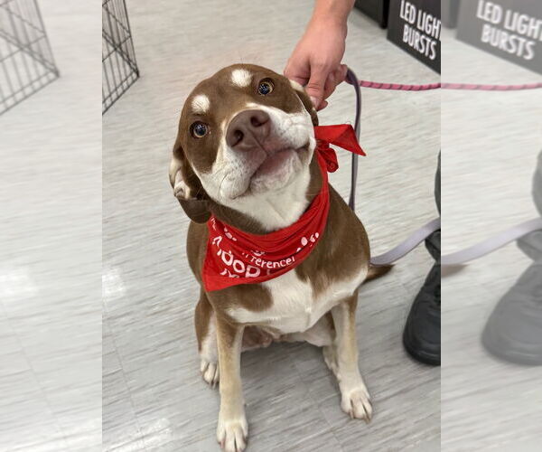 Medium Photo #4 Siberian Husky-Unknown Mix Puppy For Sale in GILBERTS, IL, USA