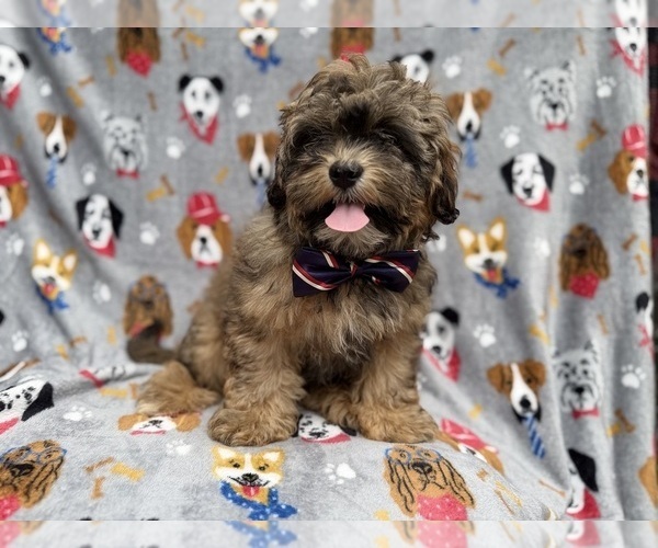 Medium Photo #7 Shih-Poo Puppy For Sale in LAKELAND, FL, USA