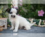 Small #1 Chihuahua