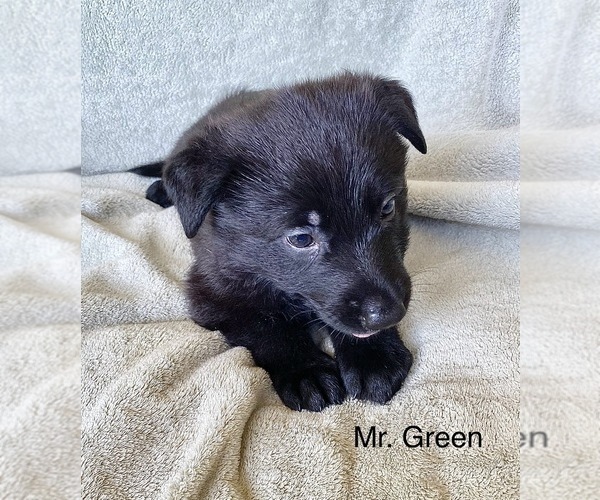 Medium Photo #19 German Shepherd Dog Puppy For Sale in BOKOSHE, OK, USA