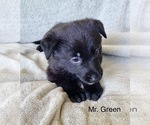 Small #18 German Shepherd Dog