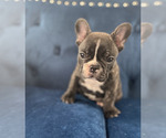 Small Photo #19 French Bulldog Puppy For Sale in PORTLAND, ME, USA