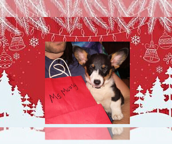 Medium Photo #3 Pembroke Welsh Corgi Puppy For Sale in GALLEGOS, NM, USA