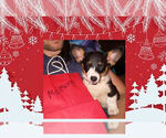 Small Photo #3 Pembroke Welsh Corgi Puppy For Sale in GALLEGOS, NM, USA