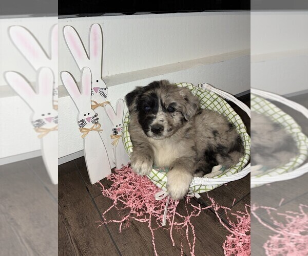 Medium Photo #4 Australian Shepherd-German Shepherd Dog Mix Puppy For Sale in CRAWFORD, CO, USA