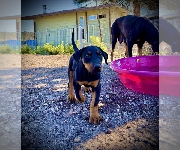 Medium Photo #5 Doberman Pinscher Puppy For Sale in HAMMOND RANCH, CA, USA