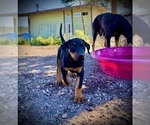 Small #4 Doberman Pinscher