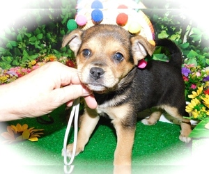 Jack Russell Terrier-Unknown Mix Puppy for sale in HAMMOND, IN, USA