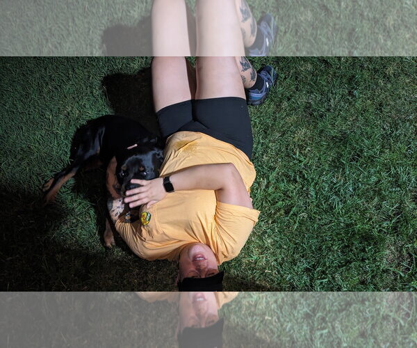 Medium Photo #4 Rottweiler Puppy For Sale in Woodland, CA, USA