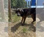 Small Photo #8 Mutt Puppy For Sale in Hinton, WV, USA