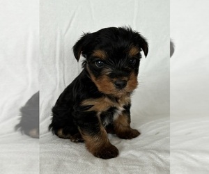 Yorkshire Terrier Puppy for sale in PORTLAND, OR, USA