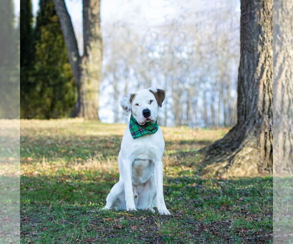 Medium Photo #3 Mutt Puppy For Sale in Unionville, PA, USA