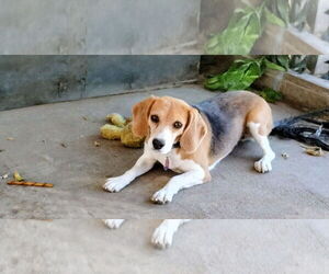 Beagle Dogs for adoption in Apple Valley, CA, USA