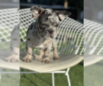 Small Photo #1 French Bulldog Puppy For Sale in MURFREESBORO, TN, USA