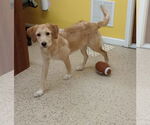 Small #5 Labradoodle
