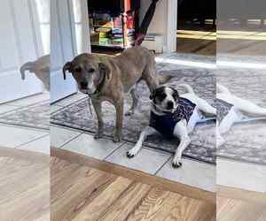 Jack-A-Bee Dogs for adoption in Coventry, CT, USA