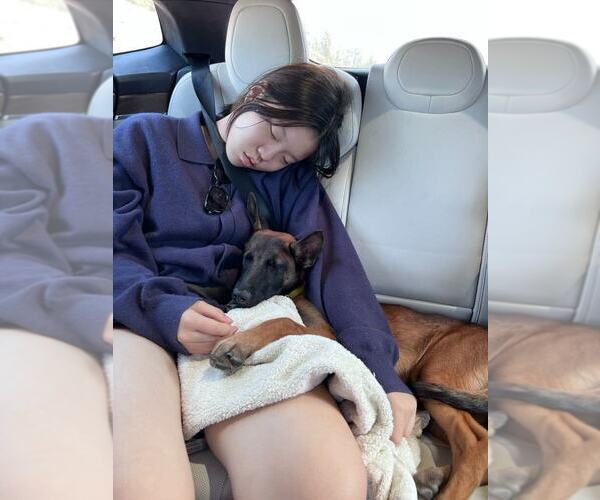 Medium Photo #2 Mutt Puppy For Sale in Imlay City, MI, USA