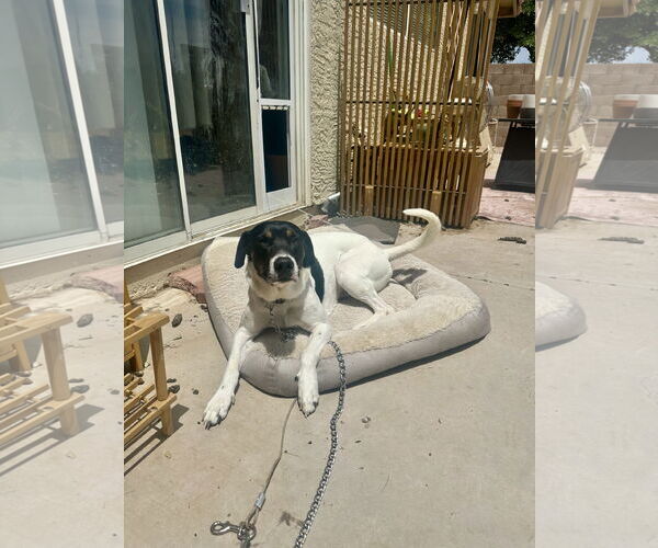 Medium Photo #6 German Shorthaired Pointer-Unknown Mix Puppy For Sale in Chandler, AZ, USA