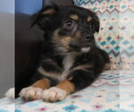 Small #3 Chihuahua