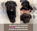 Puppy black girl Schnauzer (Miniature)