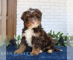 Small #2 Bernedoodle (Miniature)