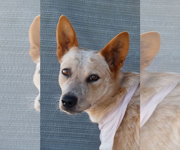 Medium Photo #1 Mutt Puppy For Sale in Pasadena, CA, USA