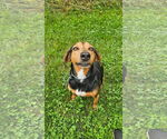 Small #7 Black and Tan Coonhound